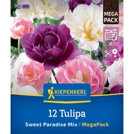 Tulipán