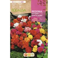 Begónia