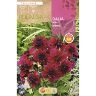 Dália