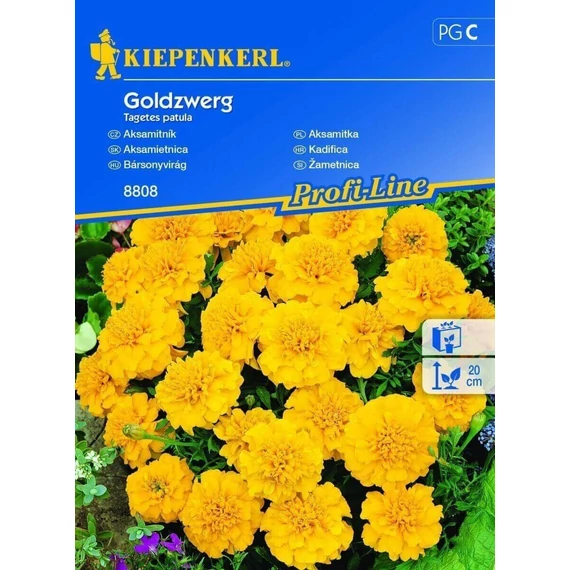 Bársonyvirág Goldzwerg 'PG-C' KIEPENKERL