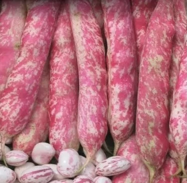 Bab Rocco 1000g RÉDEI