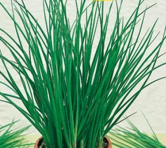 Metélőhagyma 50g (Nagy kiszerelés) RÉDEI