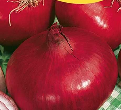 Lilahagyma Braunschweigi 50g (Nagy kiszerelés) RÉDEI