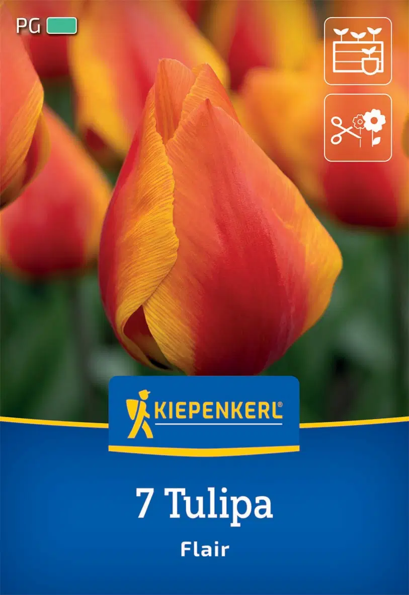 Tulipán korai egyszerű virágú Flair (7 db/cs) 'PG-3' KIEPENKERL