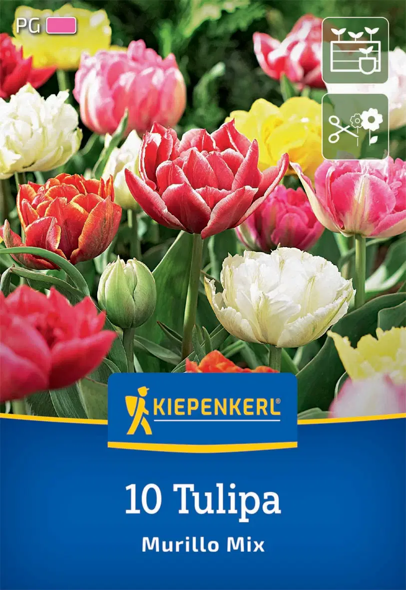 Tulipán Murillo Mix (korai teltvirágú színkeverék (10 db/cs) 'PG-4' KIEPENKERL