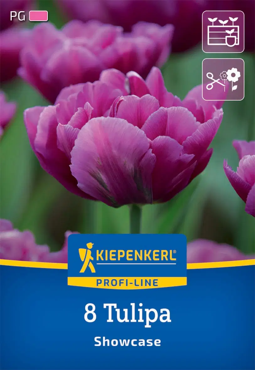 Tulipán Showcase (8 db/cs) 'PG-4' KIEPENKERL