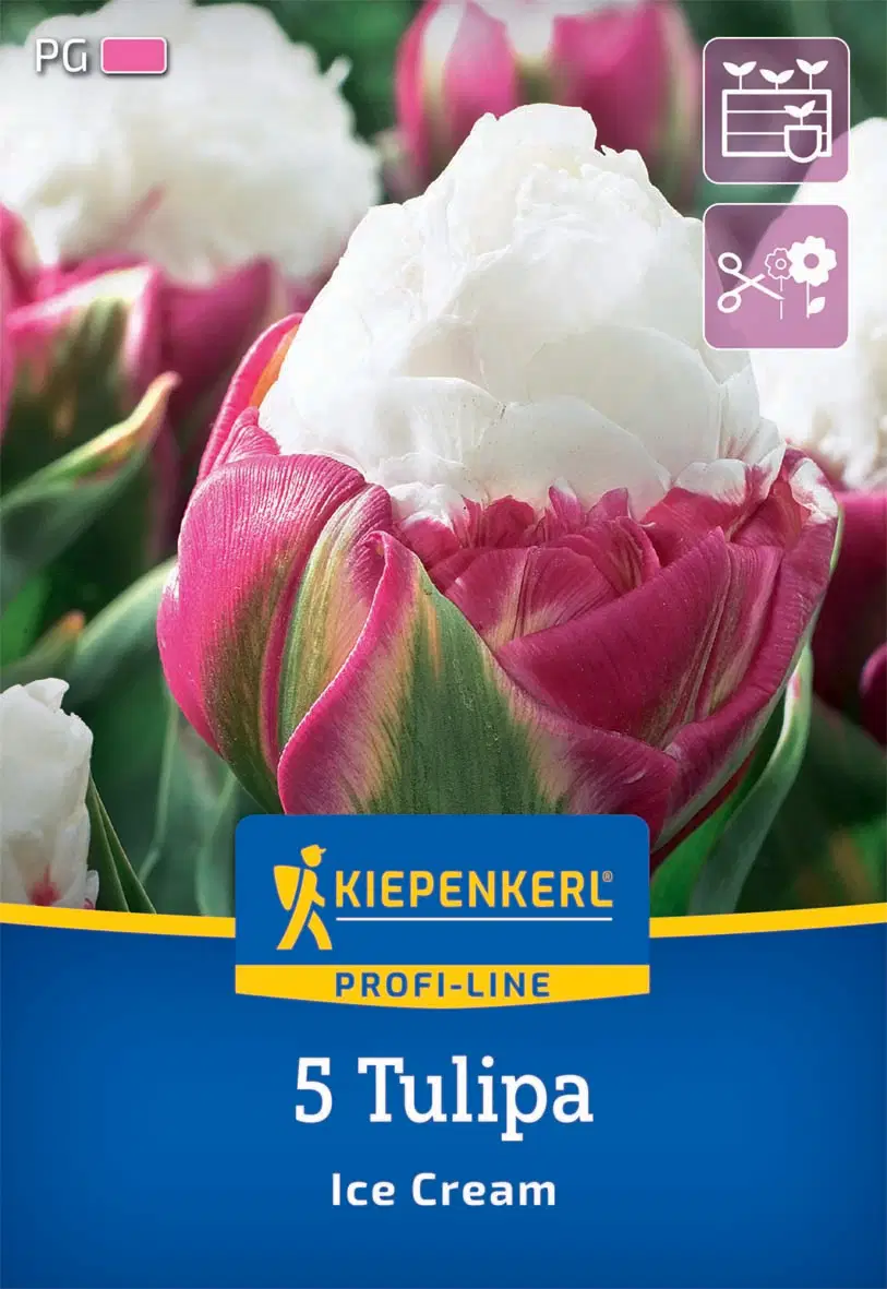 Tulipán Ice Cream (5 db/cs) 'PG-4' KIEPENKERL