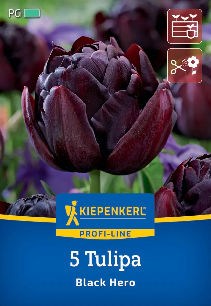Tulipán Black Hero (5 db/cs) 'PG-3' KIEPENKERL