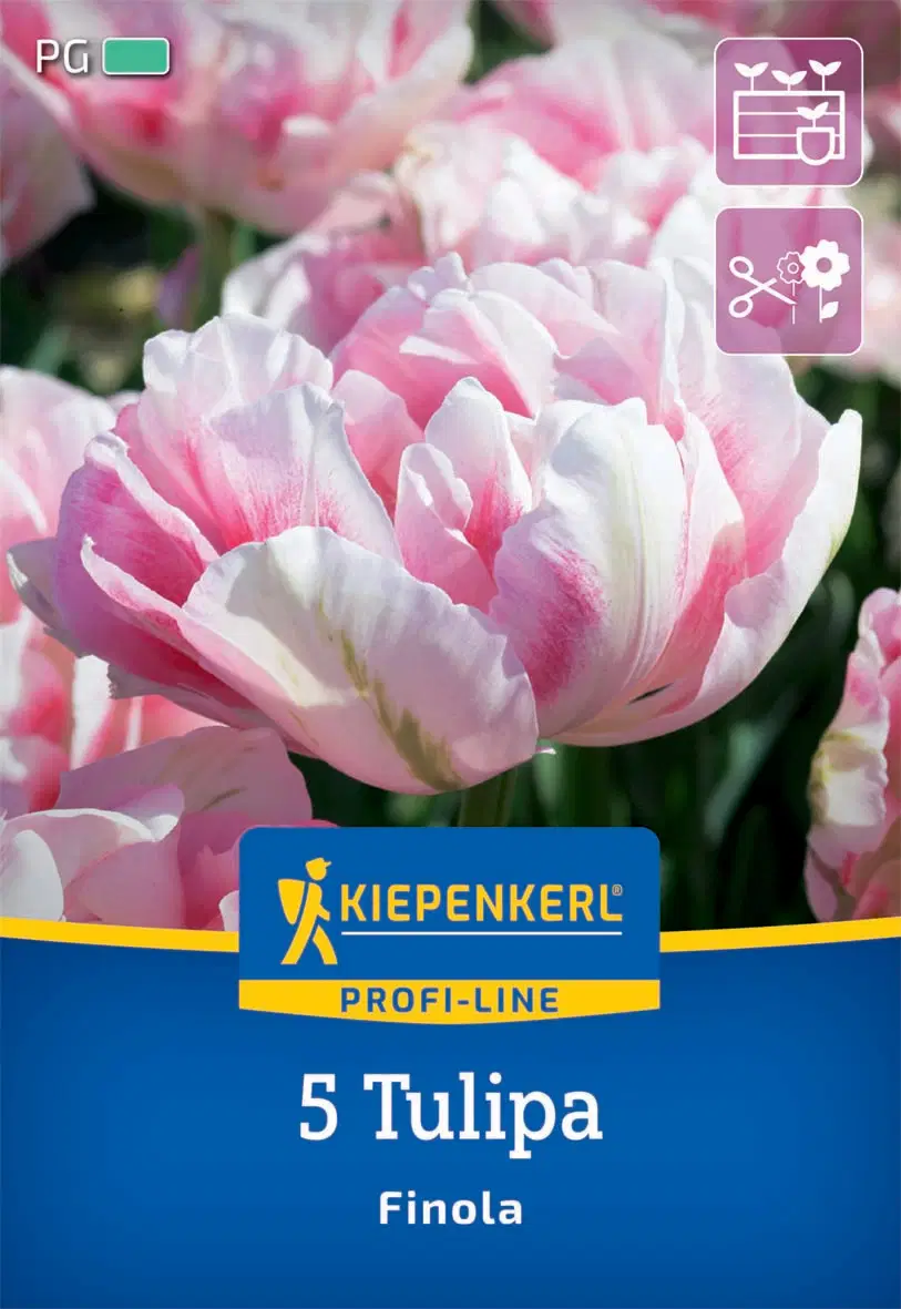 Tulipán kései teltvirágú Finola (5 db/cs) 'PG-3' KIEPENKERL