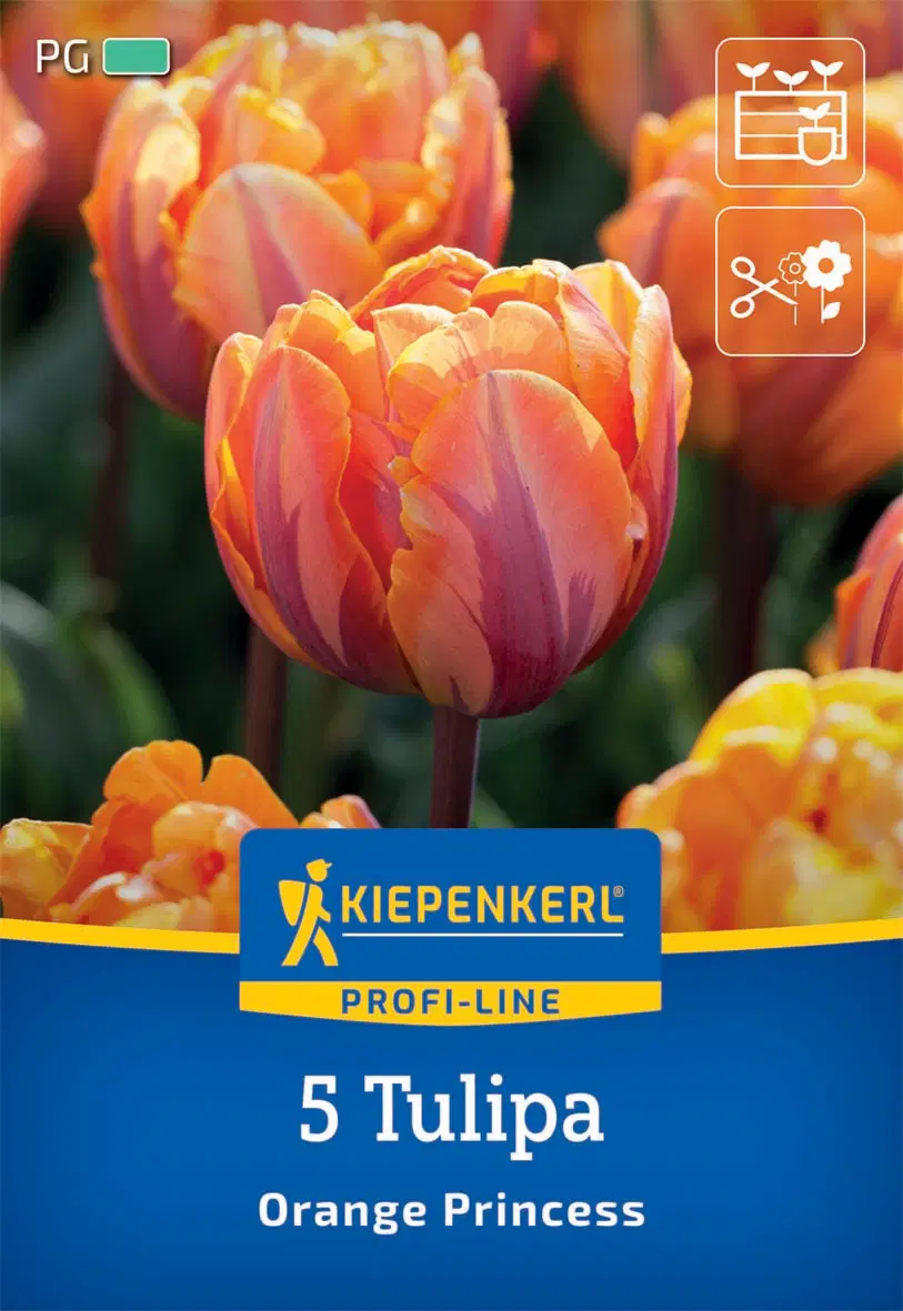 Tulipán Orange Princess (5 db/cs) 'PG-3' KIEPENKERL