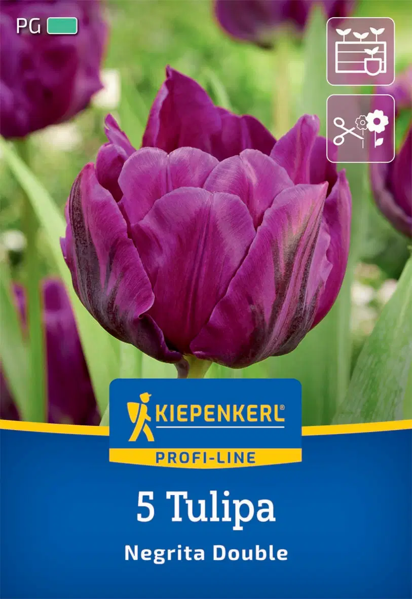 Tulipán kései teltvirágú Negrita Double (5 db/cs) 'PG-3' KIEPENKERL