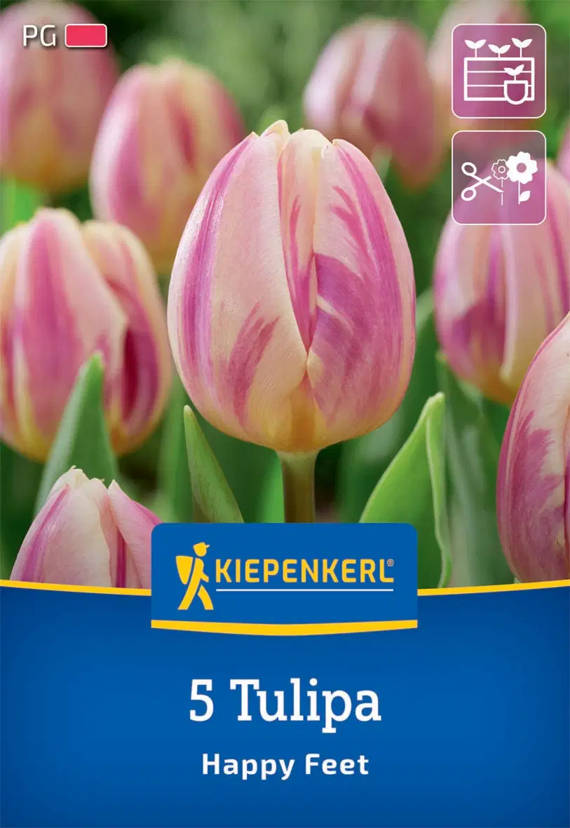 Tulipán triumph Happy Feet (5 db/cs) 'PG-2' KIEPENKERL