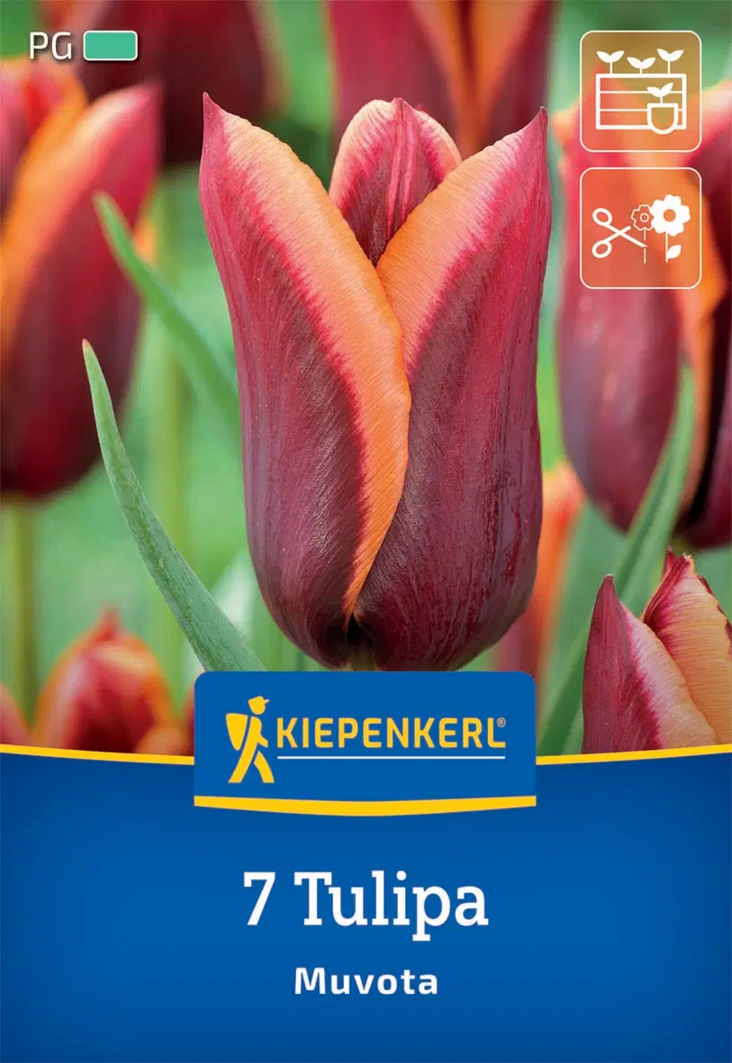 Tulipán triumph Muvota (7 db/cs) 'PG-3' KIEPENKERL