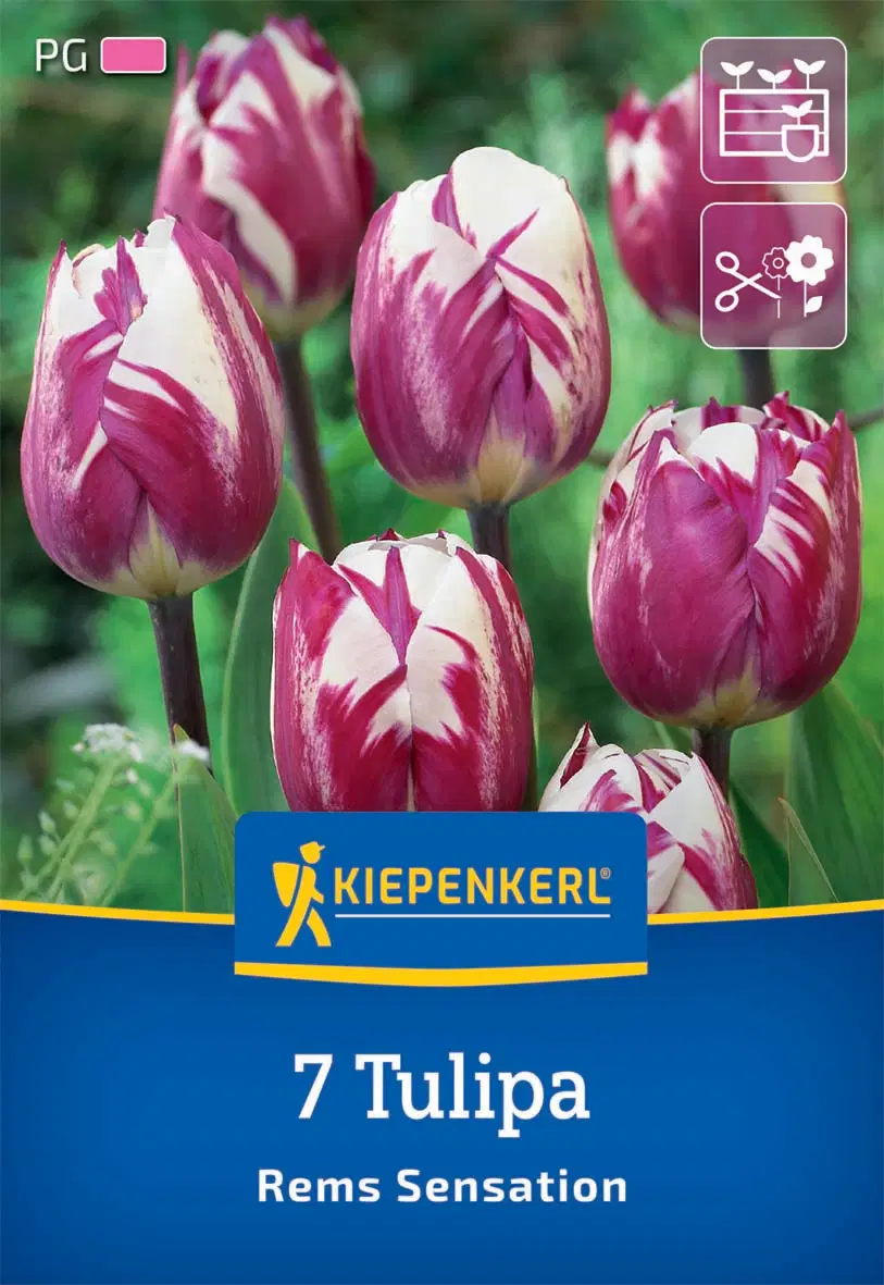 Tulipán triumph Rems Sensation (7 db/cs) 'PG-4' KIEPENKERL