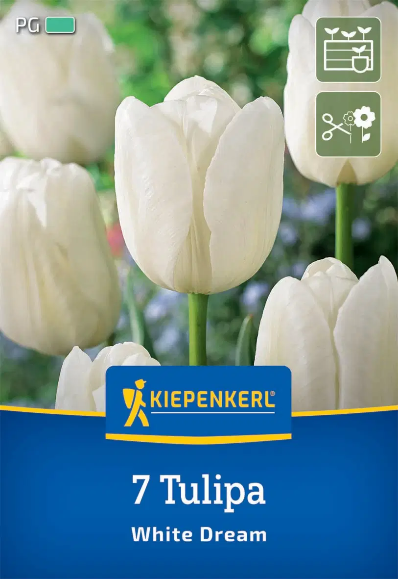 Tulipán triumph White Dream (7 db/cs) 'PG-3' KIEPENKERL