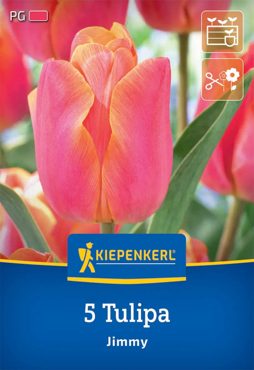 Tulipán triumph Jimmy (5 db/cs) 'PG-2' KIEPENKERL
