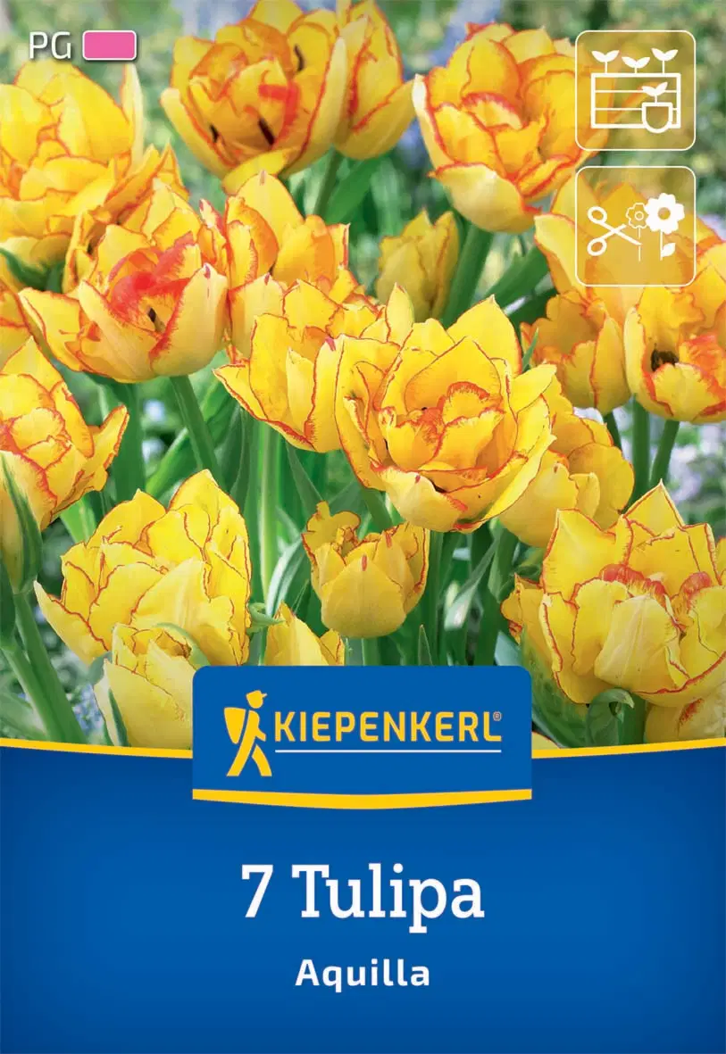 Tulipán csokros Aquilla (7 db/cs) 'PG-4' KIEPENKERL
