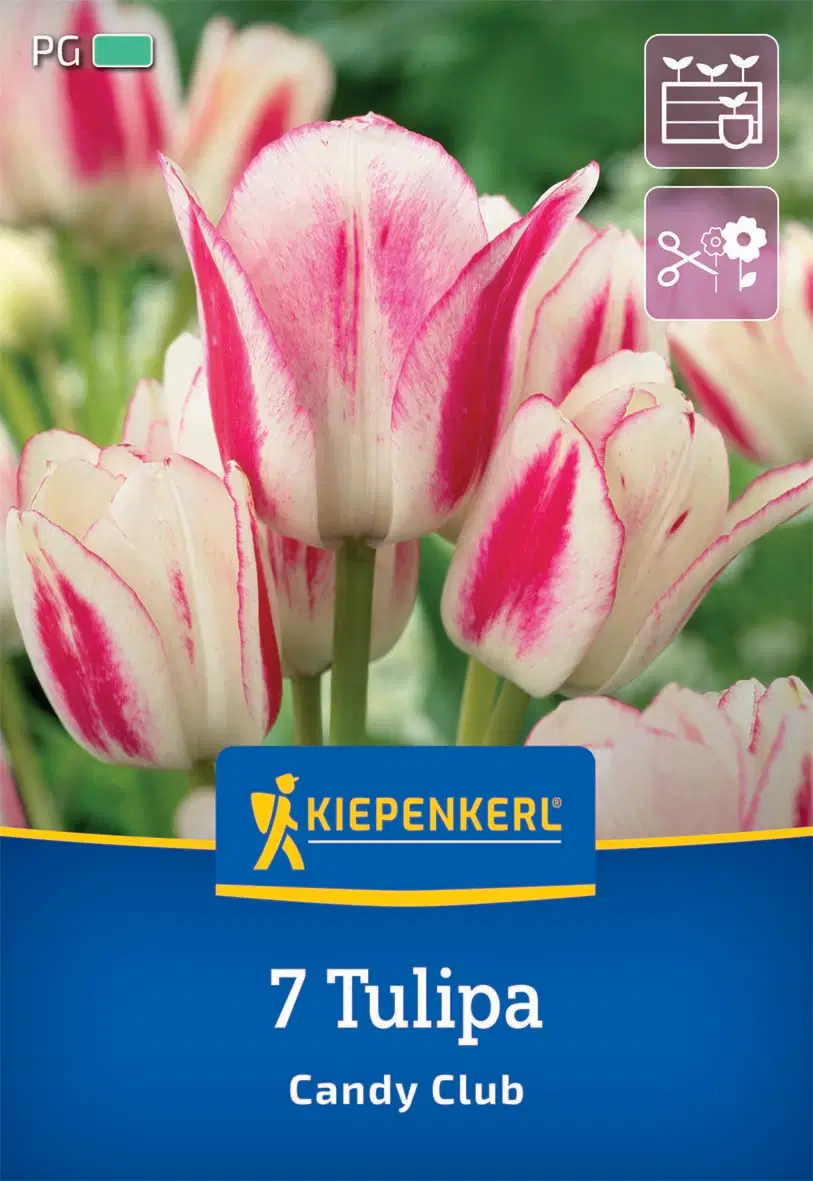 Tulipán csokros Candy Club (7 db/cs) 'PG-3' KIEPENKERL