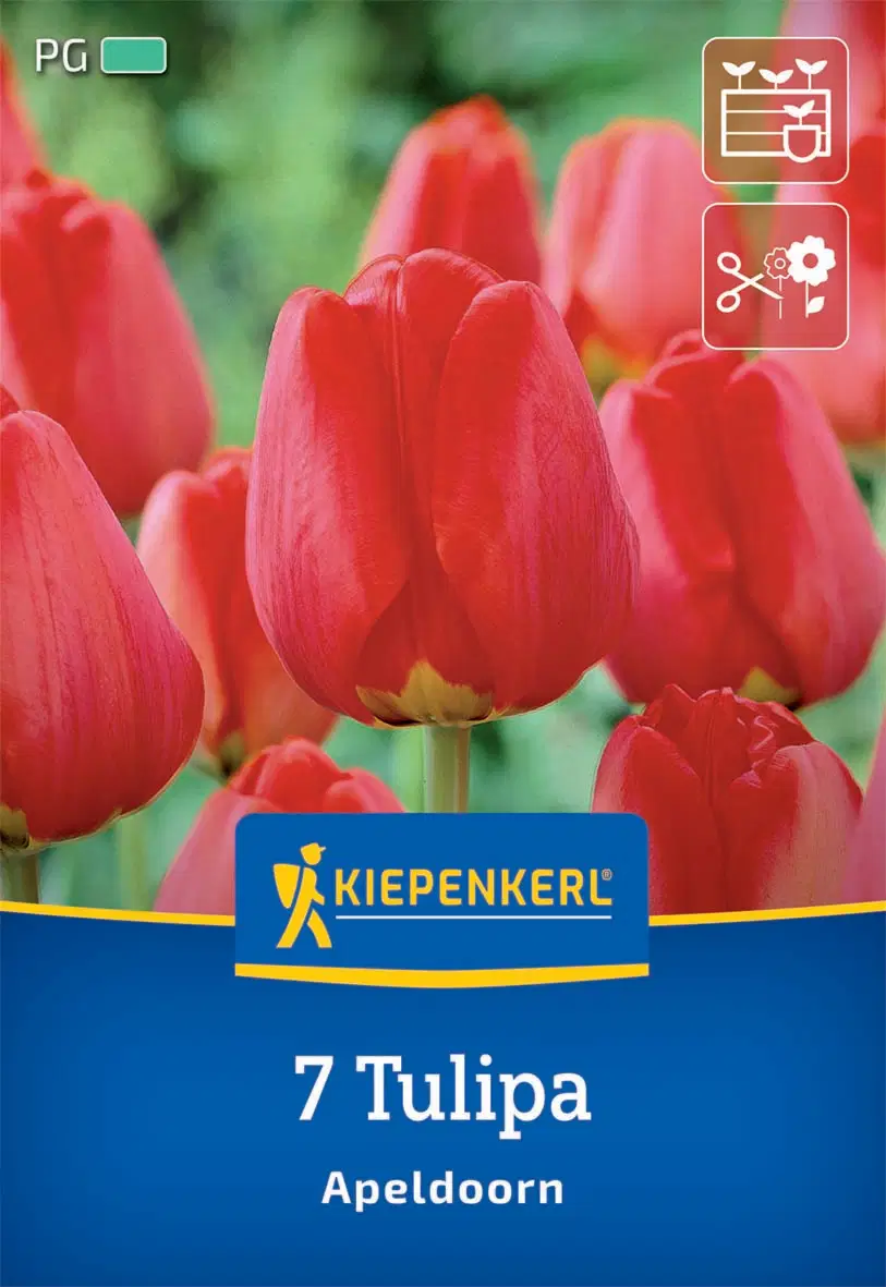 Tulipán Darwin-hibrid Apeldoorn (7 db/cs) 'PG-3' KIEPENKERL