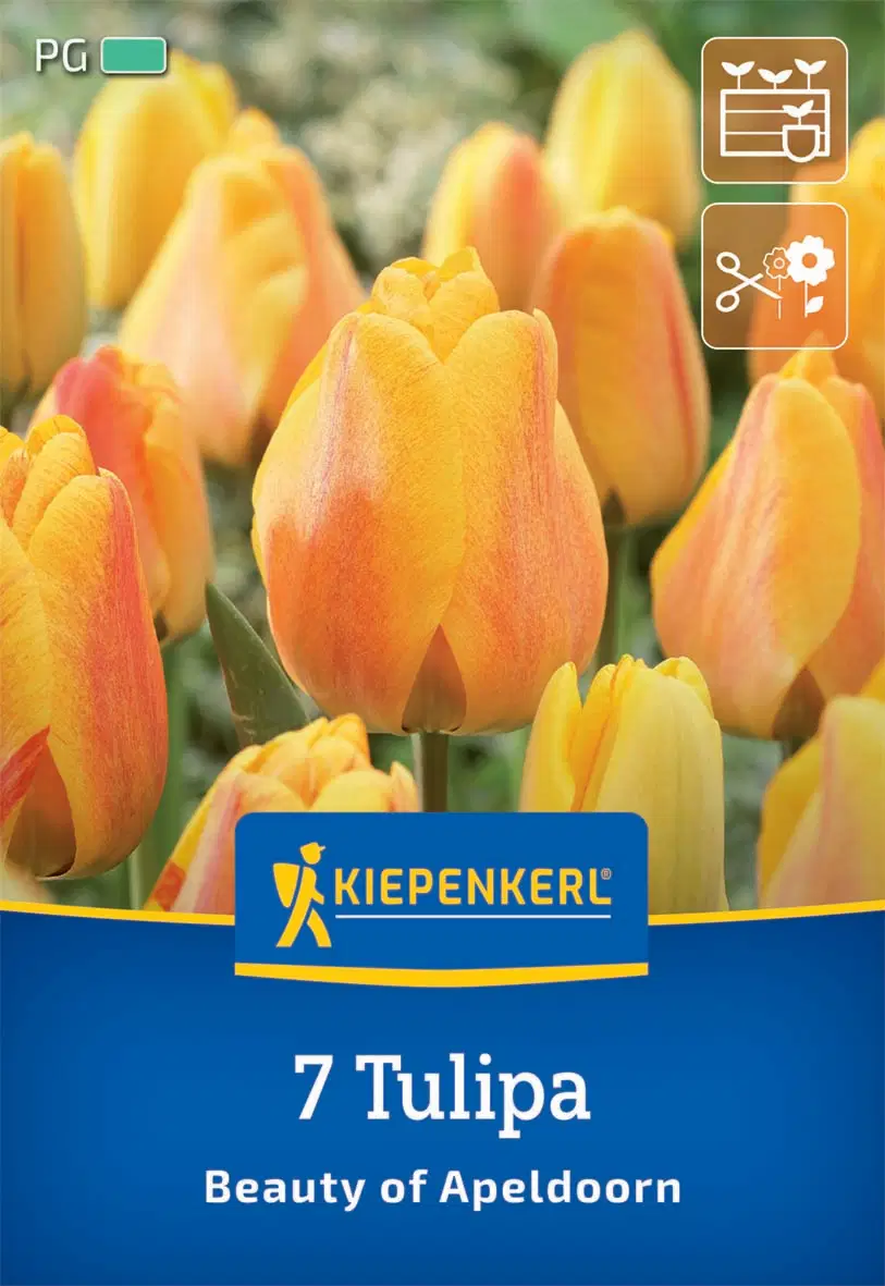 Tulipán Darwin-hibrid Beauty of Apeldoorn (7 db/cs) 'PG-3' KIEPENKERL
