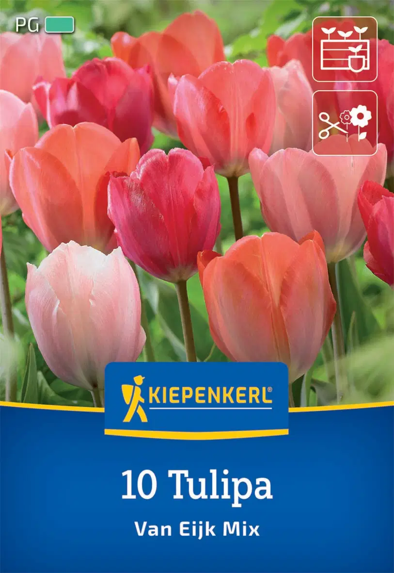 Tulipán Darwin-hibrid Van Eijk Mix (10 db/cs) 'PG-3' KIEPENKERL