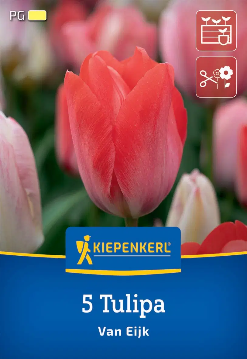Tulipán Darwin-hibrid Van Eijk (5 db/cs) 'PG-1' KIEPENKERL