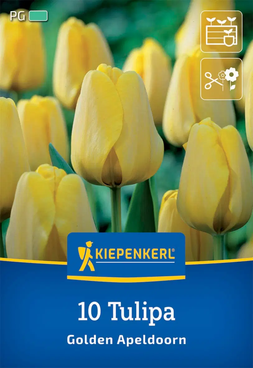 Tulipán Darwin-hibrid Golden Apeldoorn (10 db/cs) 'PG-3' KIEPENKERL