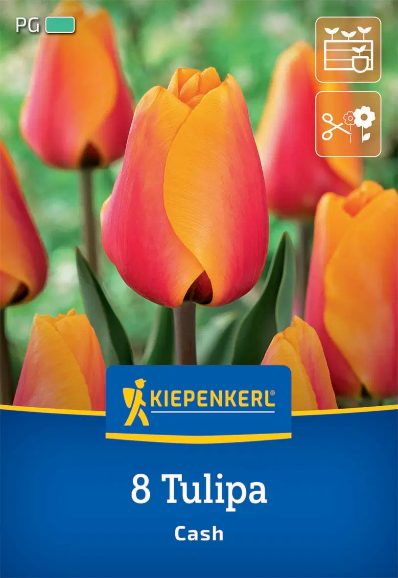 Tulipán Darwin-hibrid Cash (8 db/cs) 'PG-3' KIEPENKERL