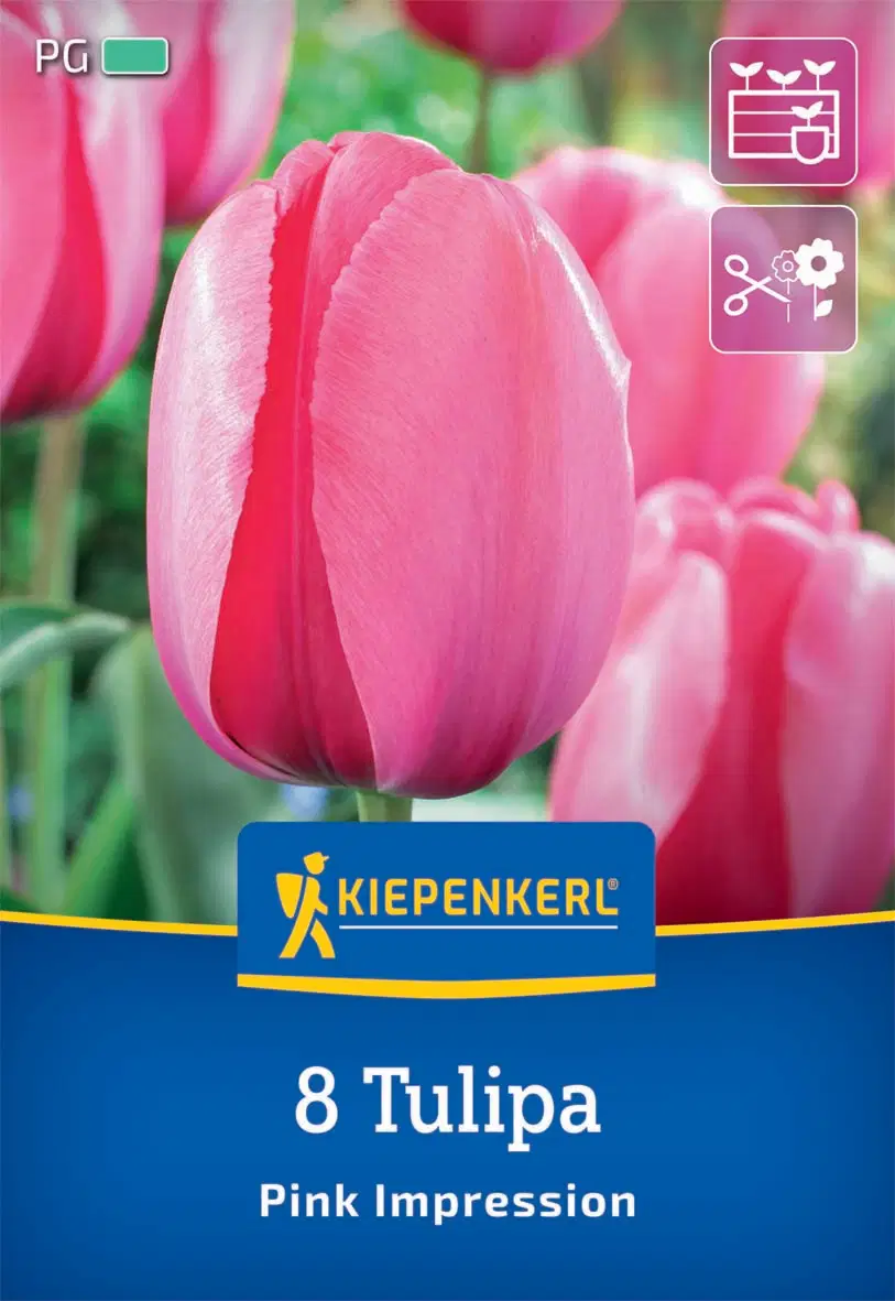 Tulipán Darwin-hibrid Pink Impression (8 db/cs) 'PG-3' KIEPENKERL