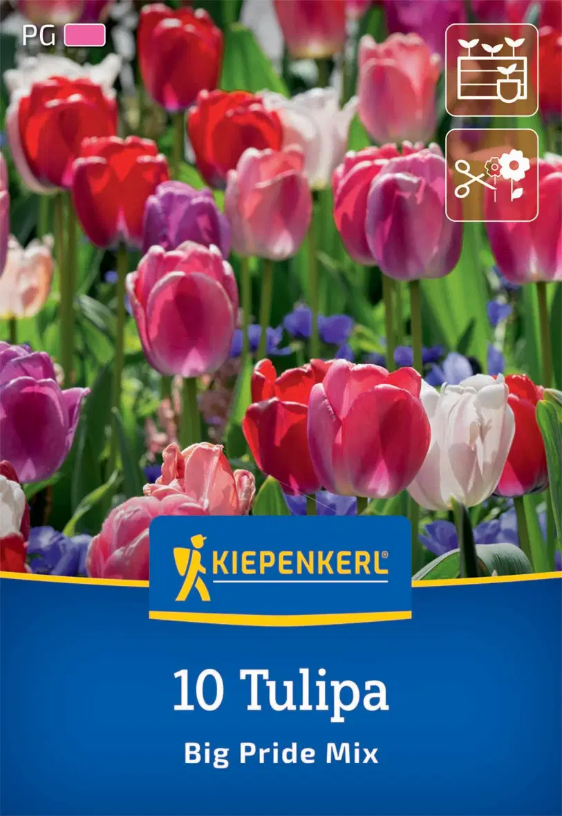 Tulipán Darwin-hibrid Big Pride (10 db/cs) 'PG-4' KIEPENKERL