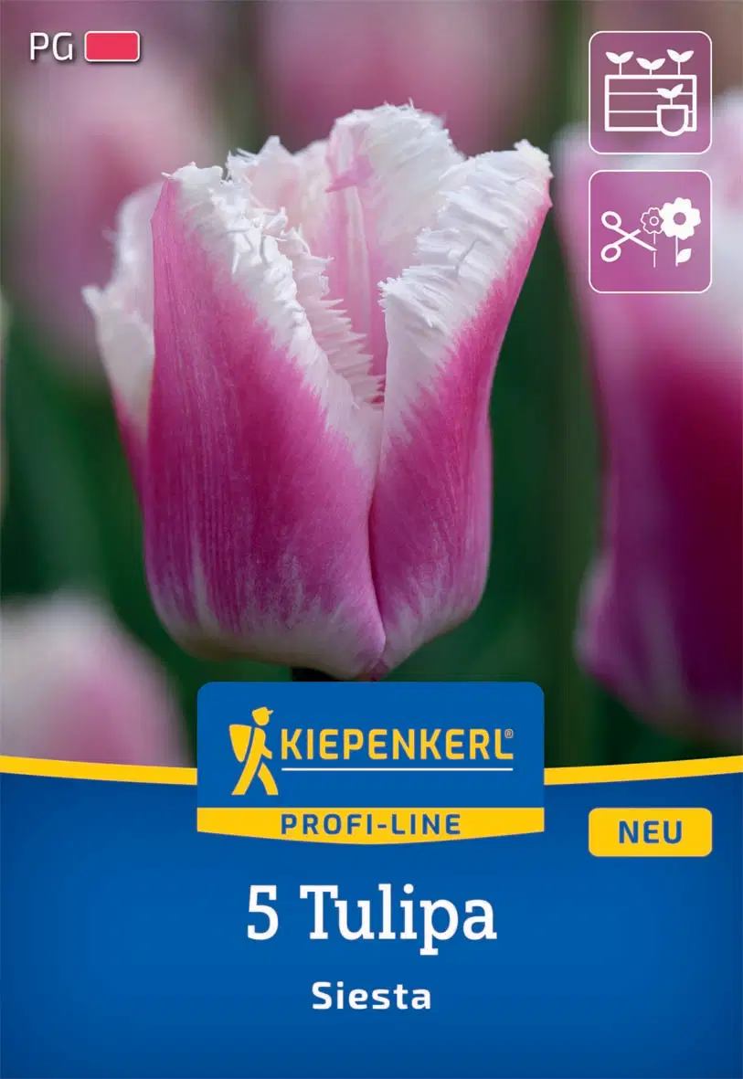Tulipán rojtos Siesta (5 db/cs) 'PG-2' KIEPENKERL