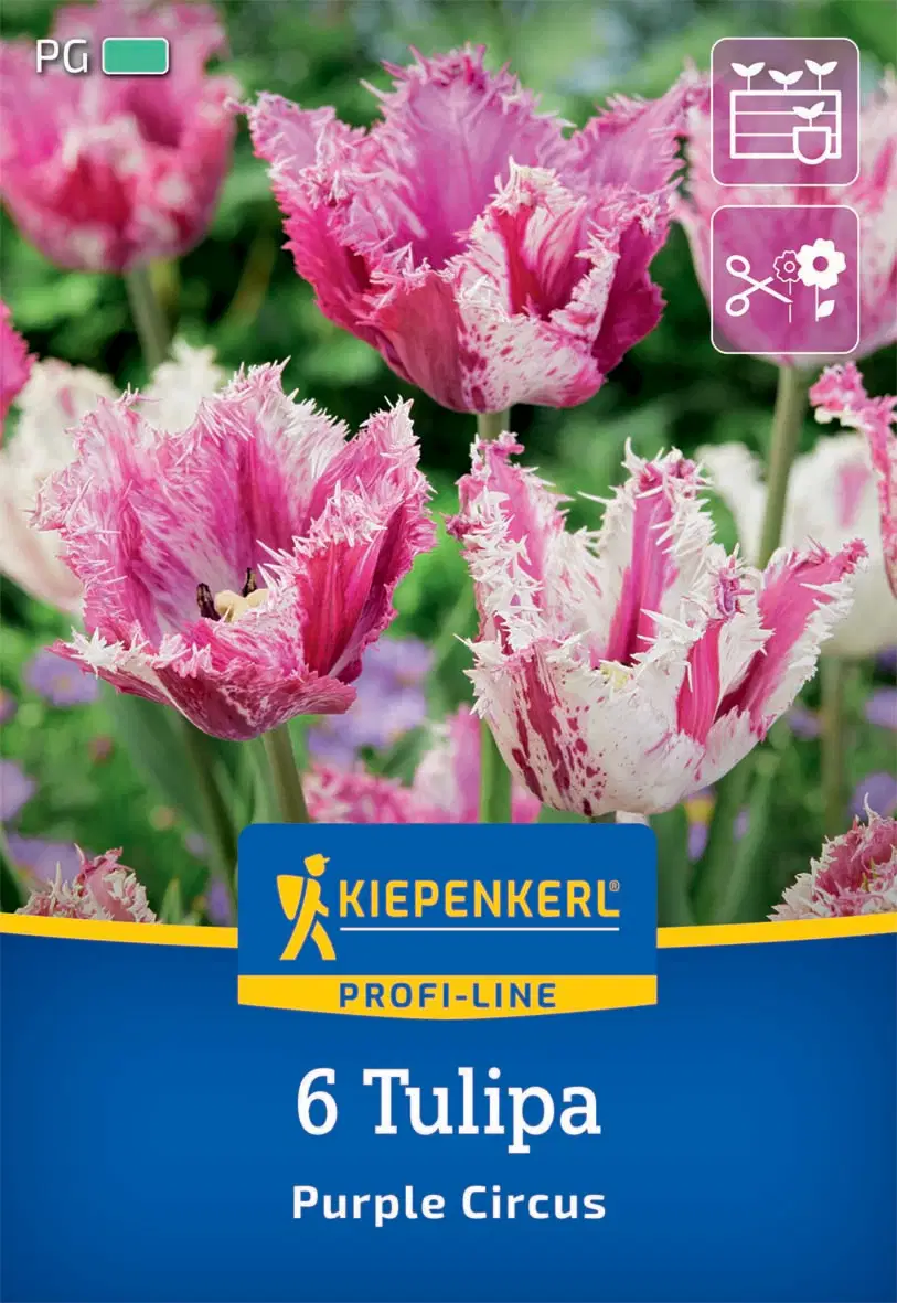 Tulipán rojtos Purple Circus (6 db/cs) 'PG-3' KIEPENKERL