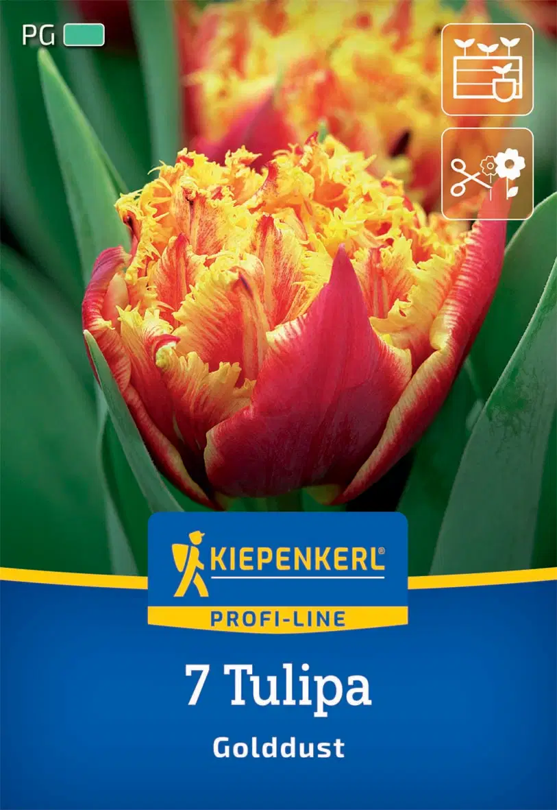 Tulipán rojtos Golddust (7 db/cs) 'PG-3' KIEPENKERL