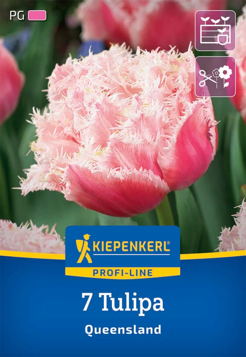 Tulipán Queensland (7 db/cs) 'PG-4' KIEPENKERL