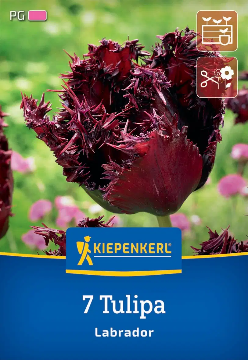 Tulipán Labrador (7 db/cs) 'PG-4' KIEPENKERL