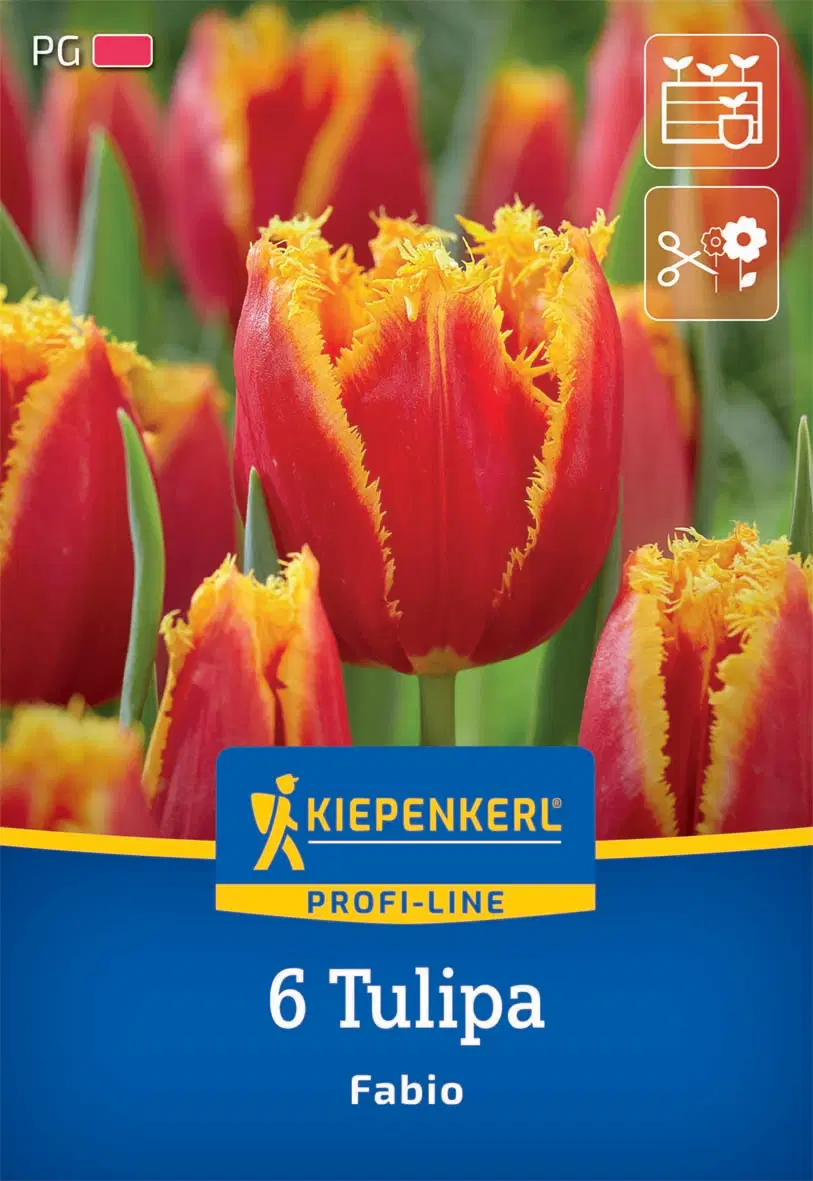 Tulipán Fabio (6 db/cs) 'PG-2' KIEPENKERL