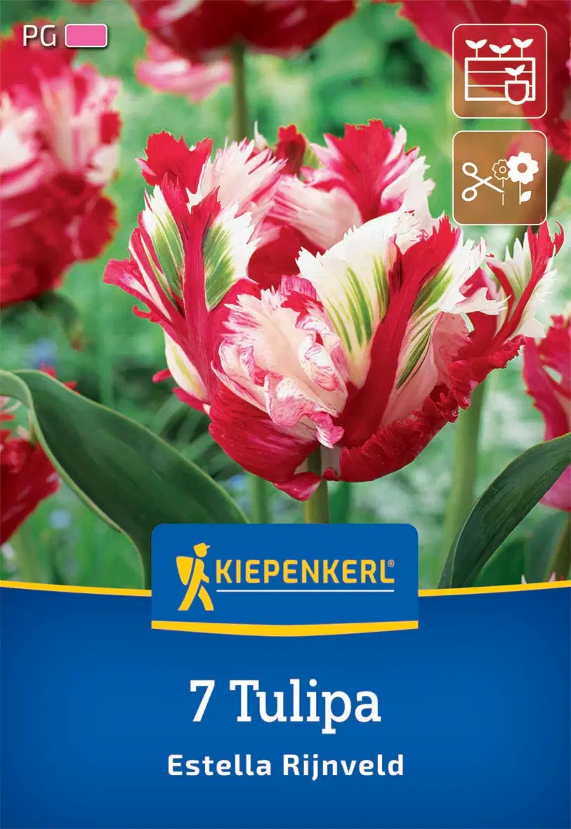 Tulipán papagájvirágú Estella Rijnveld (7 db/cs) 'PG-4' KIEPENKERL