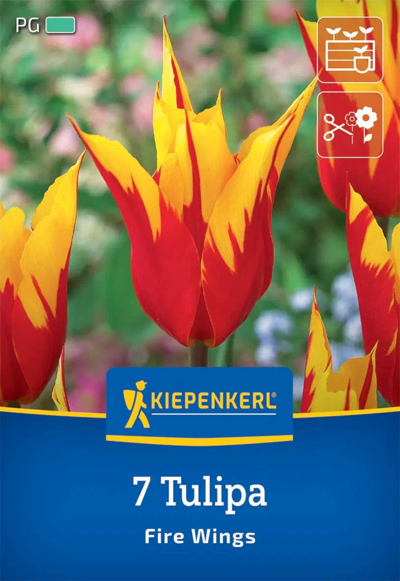 Tulipán Fire Wings (7 db/cs) 'PG-3' KIEPENKERL