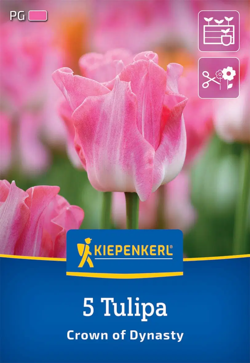Tulipán korona Crown of Dynasty (5 db/cs) 'PG-4' KIEPENKERL