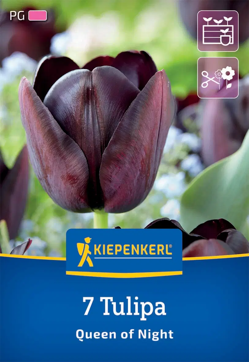 Tulipán kései Queen of Night (7 db/cs) 'PG-4' KIEPENKERL