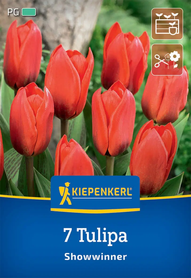 Tulipán kaufmanniana Showwinner (7 db/cs) 'PG-3' KIEPENKERL