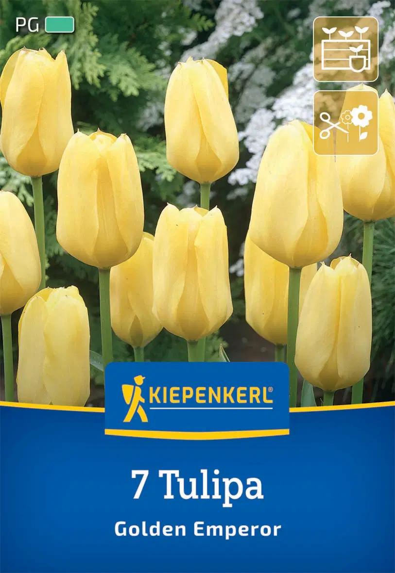 Tulipán fosteriana Golden Emperor (7 db/cs) 'PG-3' KIEPENKERL