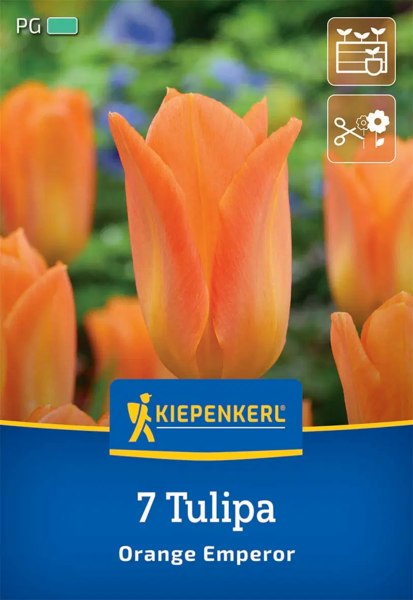 Tulipán fosteriana Orange Emperor (7 db/cs) 'PG-3' KIEPENKERL