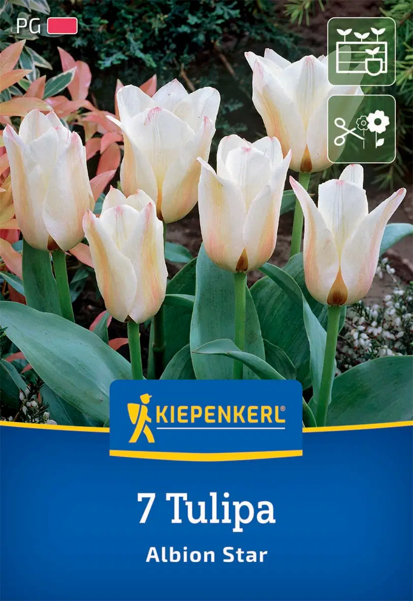 Tulipán greigii Albion Star (7 db/cs) 'PG-2' KIEPENKERL