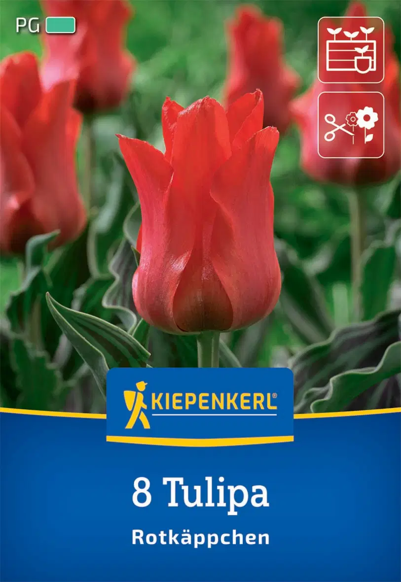 Tulipán greigii Rotkäppchen (8 db/cs) 'PG-3' KIEPENKERL