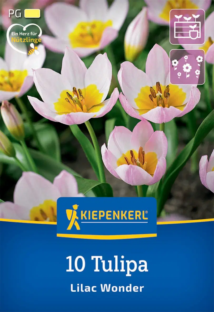 Tulipán botanikai Lilac Wonder (10 db/cs) 'PG-1' KIEPENKERL