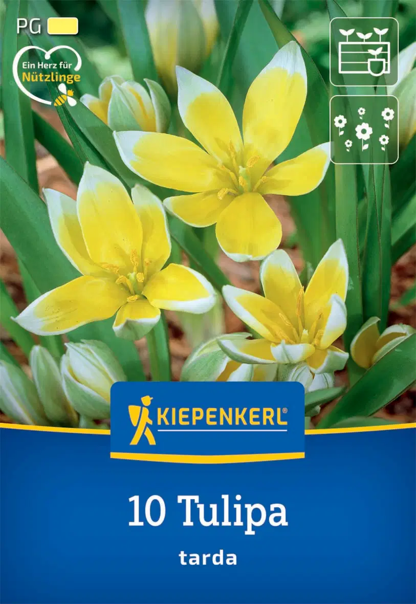 Tulipán botanikai tarda (10 db/cs) 'PG-1' KIEPENKERL