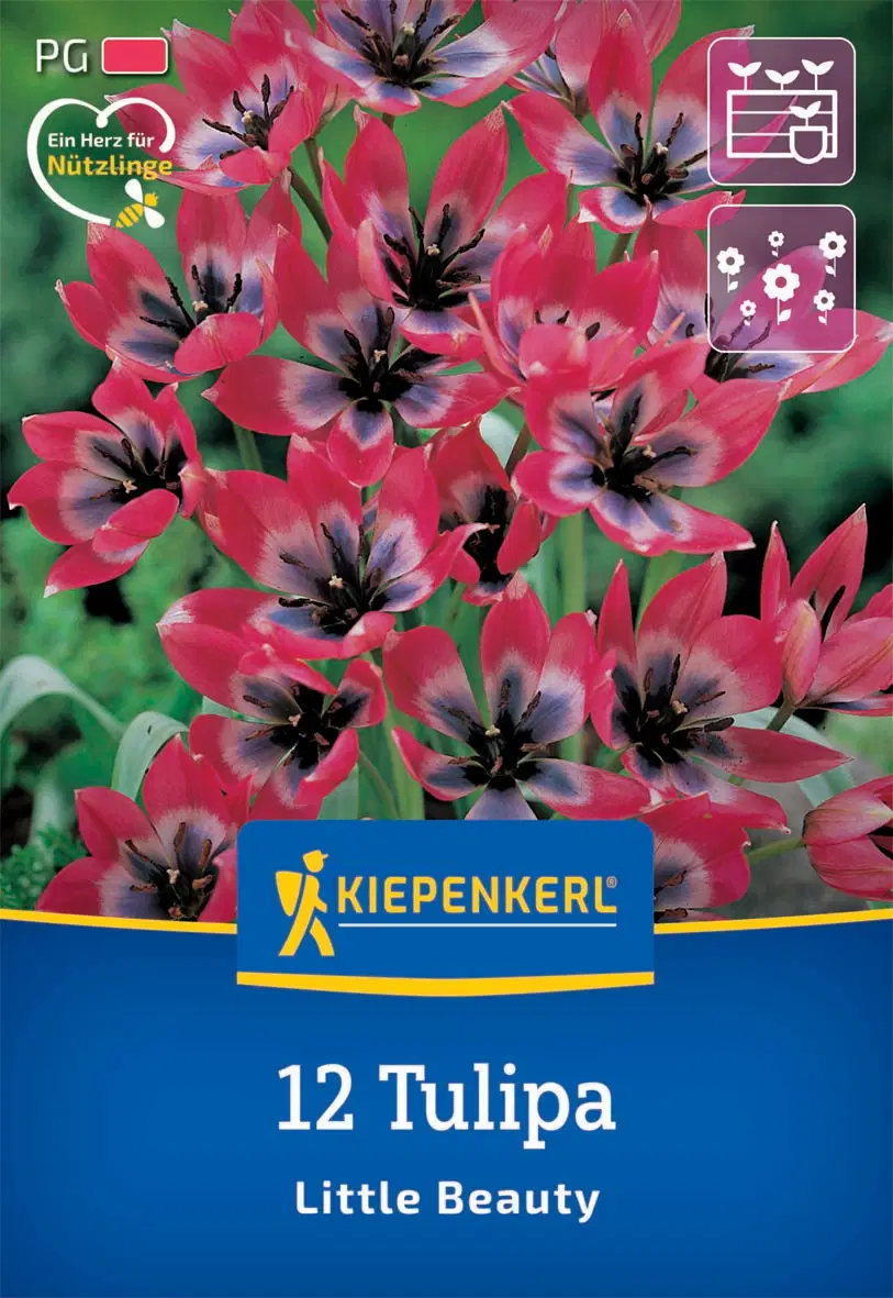 Tulipán botanikai Little Beauty (12 db/cs) 'PG-2' KIEPENKERL