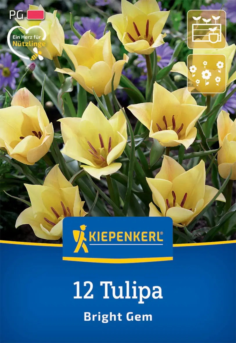 Tulipán botanikai Bright Gem (12 db/cs) 'PG-2' KIEPENKERL