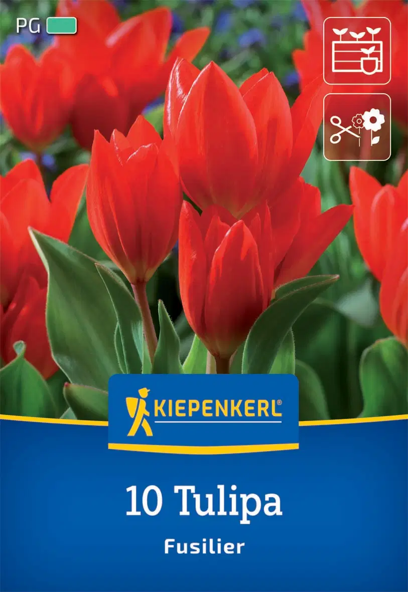 Tulipán botanikai Fusilier (10 db/cs) 'PG-3' KIEPENKERL
